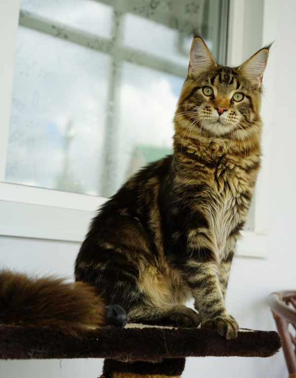 maine coon for breeding